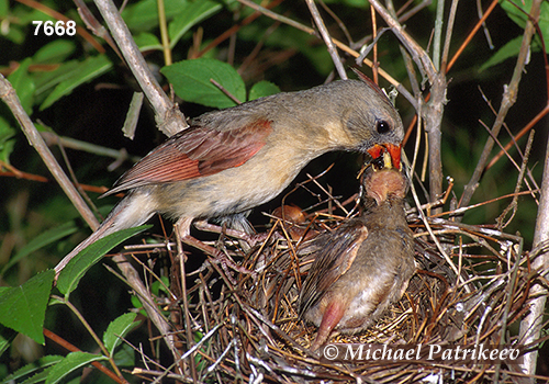 Northern Cardinal (Cardinalis cardinalis)